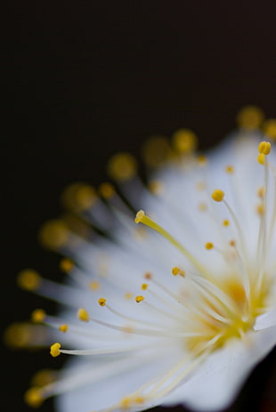 selective focus of white and yellow flower