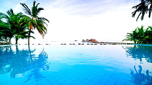 swimming pool near green coconut trees