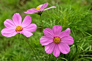 shallow focus photography of three pink flowers  during daytime
