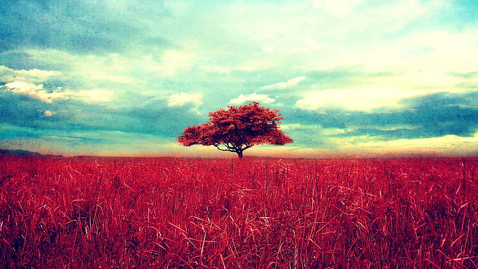 red leafed tree and grass under blue sky HD wallpaper