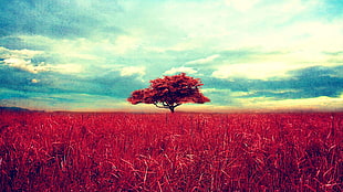 red leafed tree and grass under blue sky