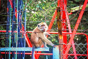 brown monkey, Monkey, Zoo, Barbed wire