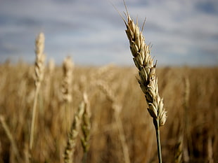 wheat field, spikelets, nature, wheat HD wallpaper