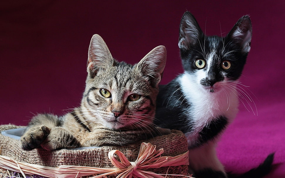 Tabby and Tuxedo cats HD wallpaper