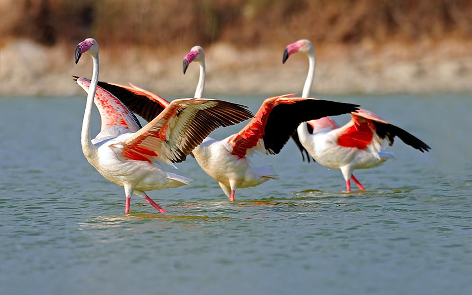 focus photography of three white-and-black Flamingo on body of water HD wallpaper