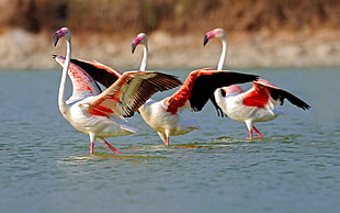 focus photography of three white-and-black Flamingo on body of water
