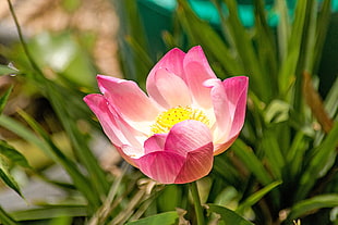 photography of pink and white petaled flower