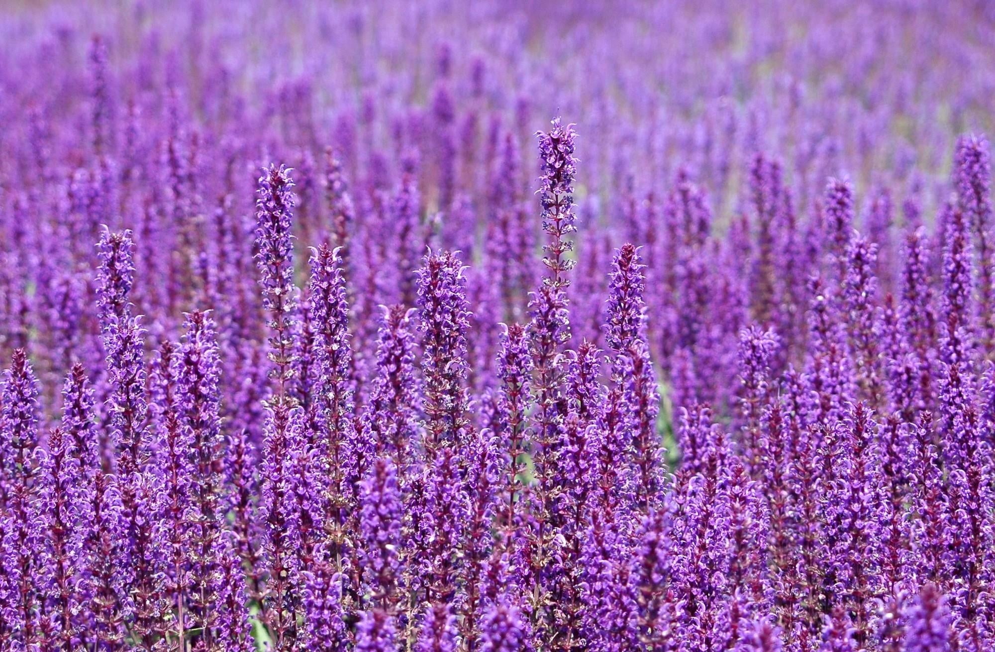 purple flowers during daytime