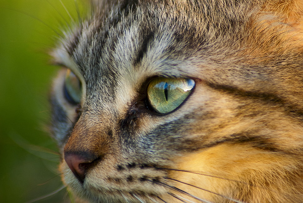closeup photo of grey Tabby cat HD wallpaper
