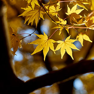 selective focus photography of yellow maple leaves HD wallpaper