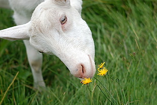 selective focus photography of white goat biting yellow Dandelion flower
