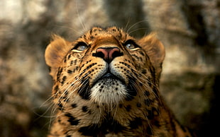 closeup photo of tiger