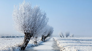 bare trees, snow, trees, winter, landscape