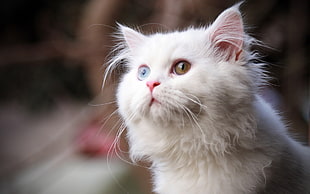 close up photo of white cat