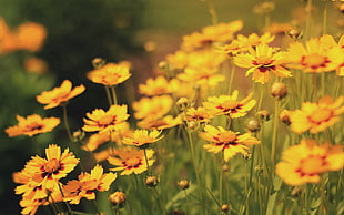 yellow petaled flowers, flowers