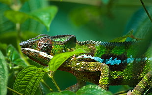 selective focus photography of chameleon HD wallpaper