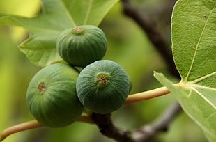 closeup photo of green fruit, gran canaria