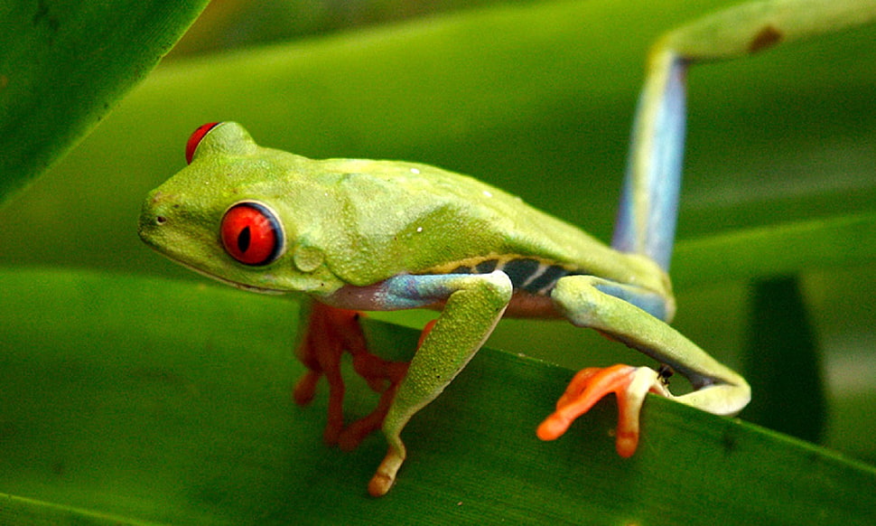 red-eyed Tree Frog on green leaf HD wallpaper