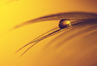 closeup photography of dew drop on brown leaf