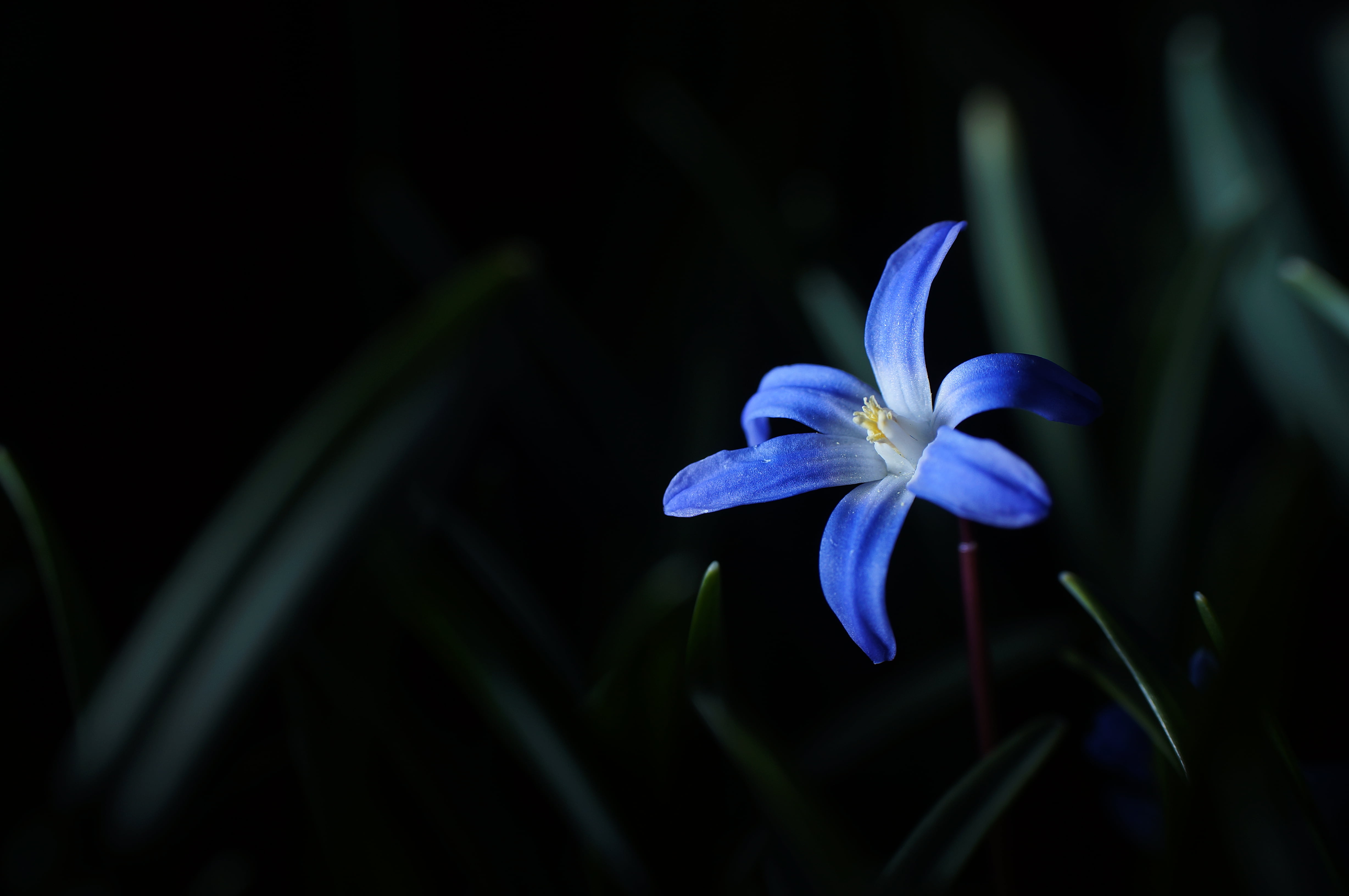 Крокус на черном фоне. Синие цветы. Синие весенние цветы. Подснежники синие. Цветы на темном фоне.