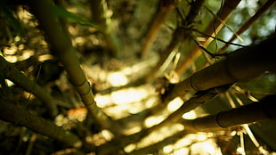 green bamboo plants, bamboo, depth of field, nature, sunlight HD wallpaper