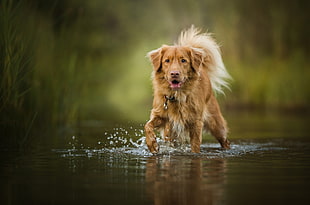 brown and white short coated dog, nature, water, dog, animals