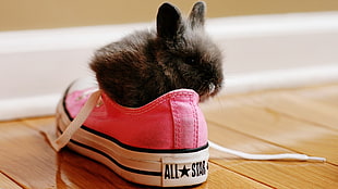 black rabbit, rabbits, Converse, shoes
