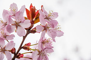 macro photography of Cherry Blossom HD wallpaper