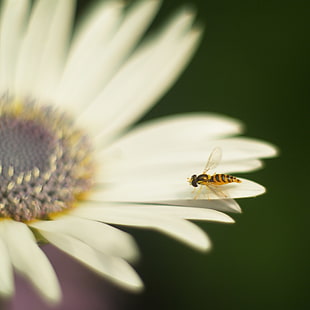 selective focus photography of a bee on white daisy flower, syrphinae