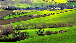 green grass field, Italy, landscape, field, trees HD wallpaper