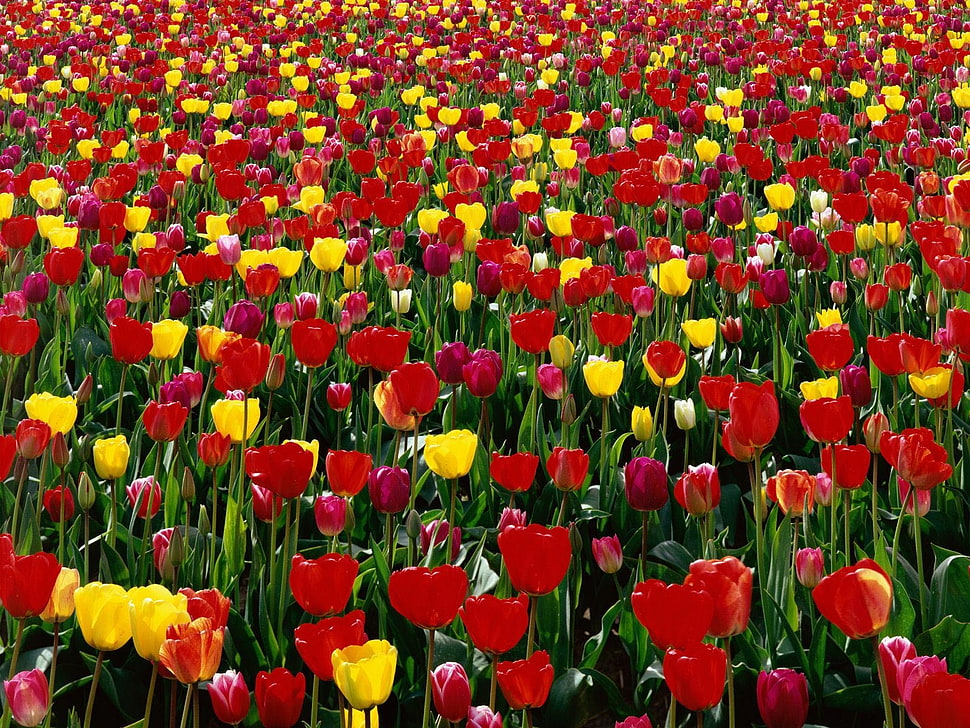 Tulips,  Flowers,  Red,  Yellow HD wallpaper