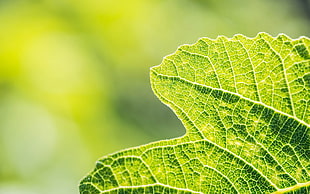 Photo of green leaf