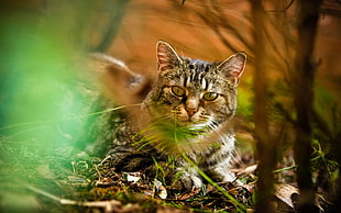 gray cat lays on dried leaves with grass during daytime HD wallpaper
