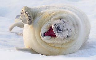 short-coated beige walrus, seals, animals