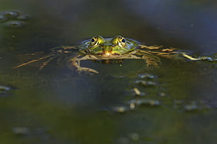 green and yellow frog in water