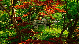 orange and green trees and brown arch bridge, nature, Japanese maple