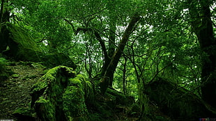 green leaf trees, landscape, forest, trees, nature