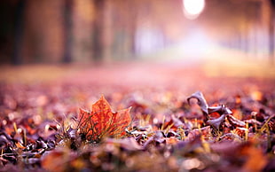 nature, leaves, fall, depth of field HD wallpaper