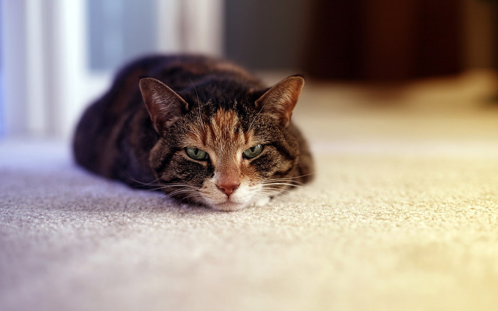 short-fur brown and black cat lying on white carpet HD wallpaper
