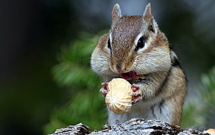 shallow photography of squirrel eating nut during daytime