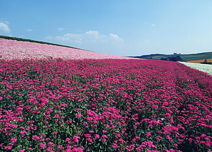 red, pink and white flower field at daytime