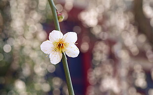 shallow focus photography of white petaled flower