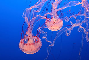 white and red jellyfish