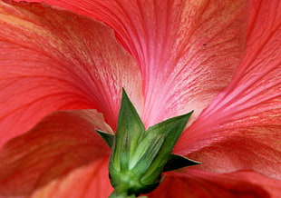 close up photo of red petaled flower HD wallpaper