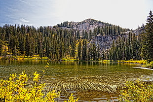 scenery of pine trees and mountains near body of water during daytime