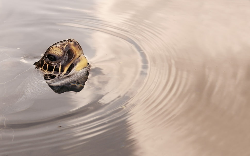 turtle breathing on water HD wallpaper