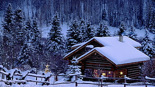brown house, Christmas, snow, pine trees, cabin HD wallpaper