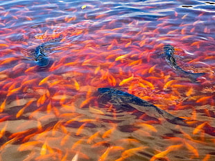 school of orange fish, water, fish HD wallpaper