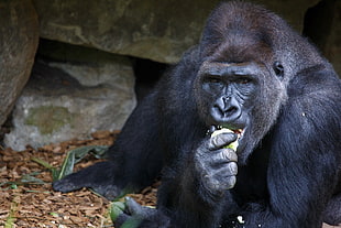 black eating Gorilla HD wallpaper