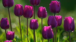 selective focus photography of purple tulips